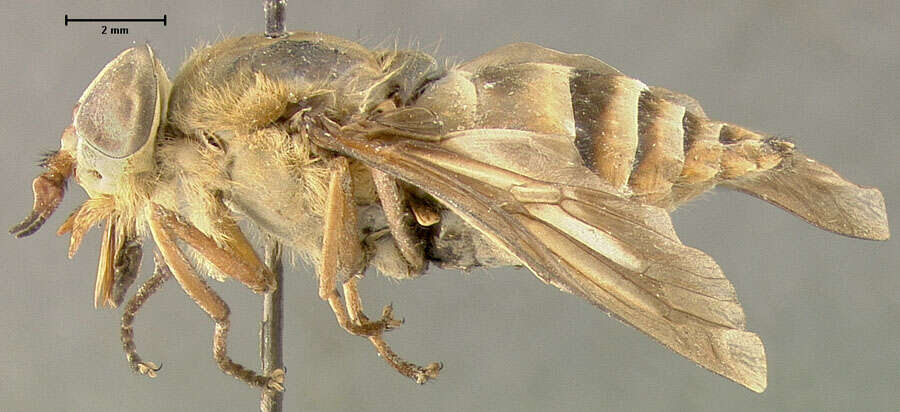 صورة Tabanus bequaertianus Fain 1949