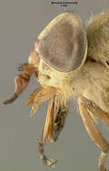 صورة Tabanus bequaertianus Fain 1949