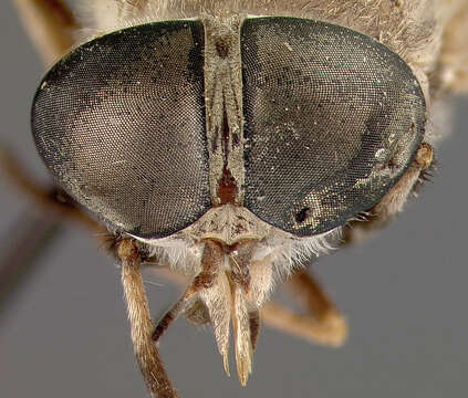 Image of Tabanus clenchi Bequaert 1940