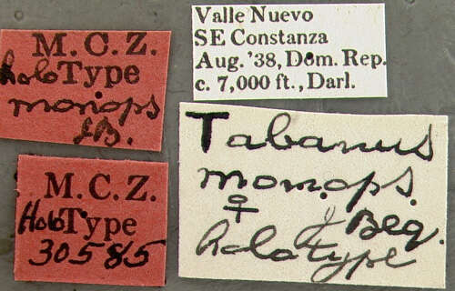 Image of Tabanus monops Bequaert 1940