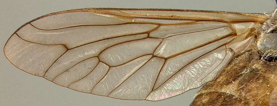 Image of Tabanus monops Bequaert 1940
