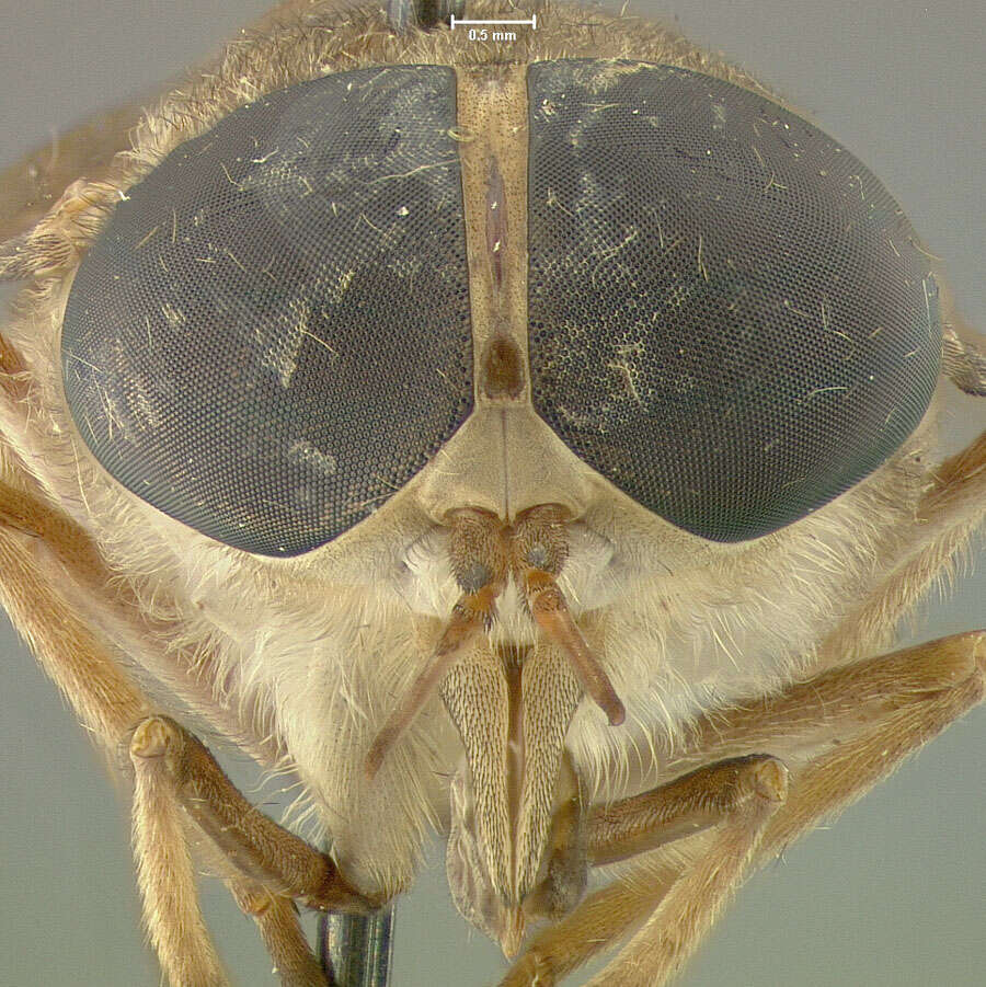 صورة Tabanus pseudoculus Fairchild 1942