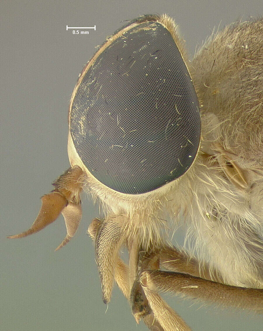 صورة Tabanus pseudoculus Fairchild 1942