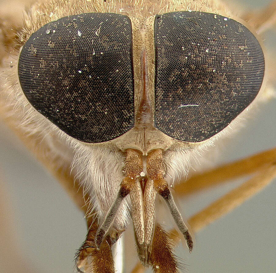 صورة Tabanus lacajaensis Krober 1931