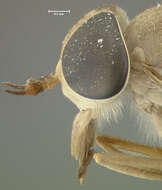 صورة Tabanus praepilatus Fairchild 1943