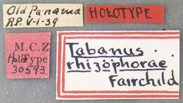 صورة Tabanus rhizophorae Fairchild 1943