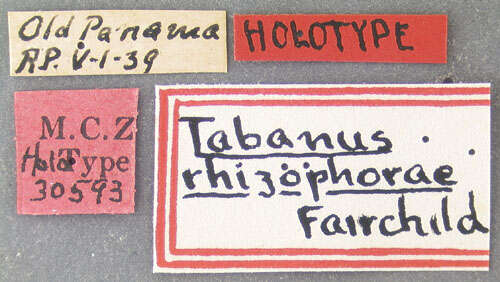 صورة Tabanus rhizophorae Fairchild 1943