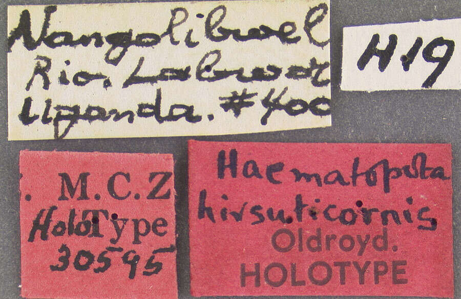 Image of Haematopota hirsuticornis Oldroyd 1952