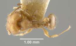 Image of Pheidole goeldii Forel 1896