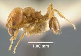 Image of Pheidole goeldii Forel 1896