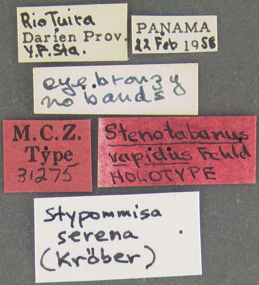 Image of Stypommisa serena (Krober 1931)