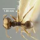 Image de Pheidole embolopyx Brown 1968