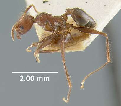 Image of Pheidole fergusoni Forel 1902