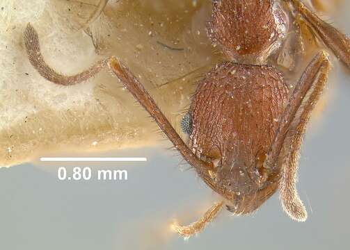 Image of Pheidole fergusoni Forel 1902