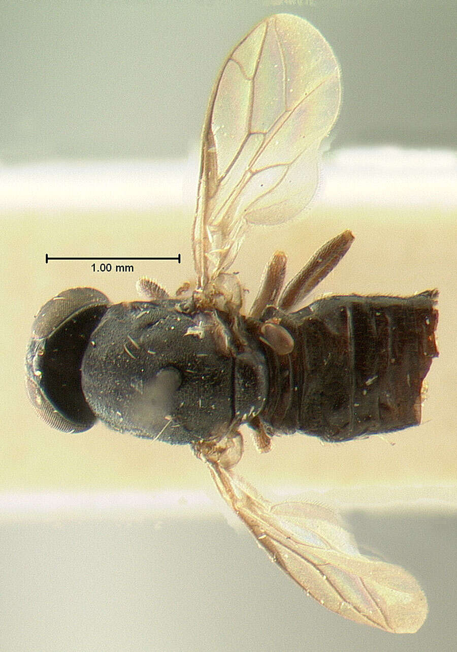Image of Scenopinus bermudaensis Kelsey 1971