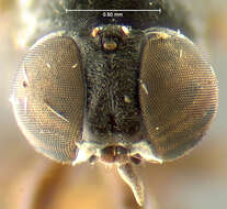 Image of Scenopinus bermudaensis Kelsey 1971