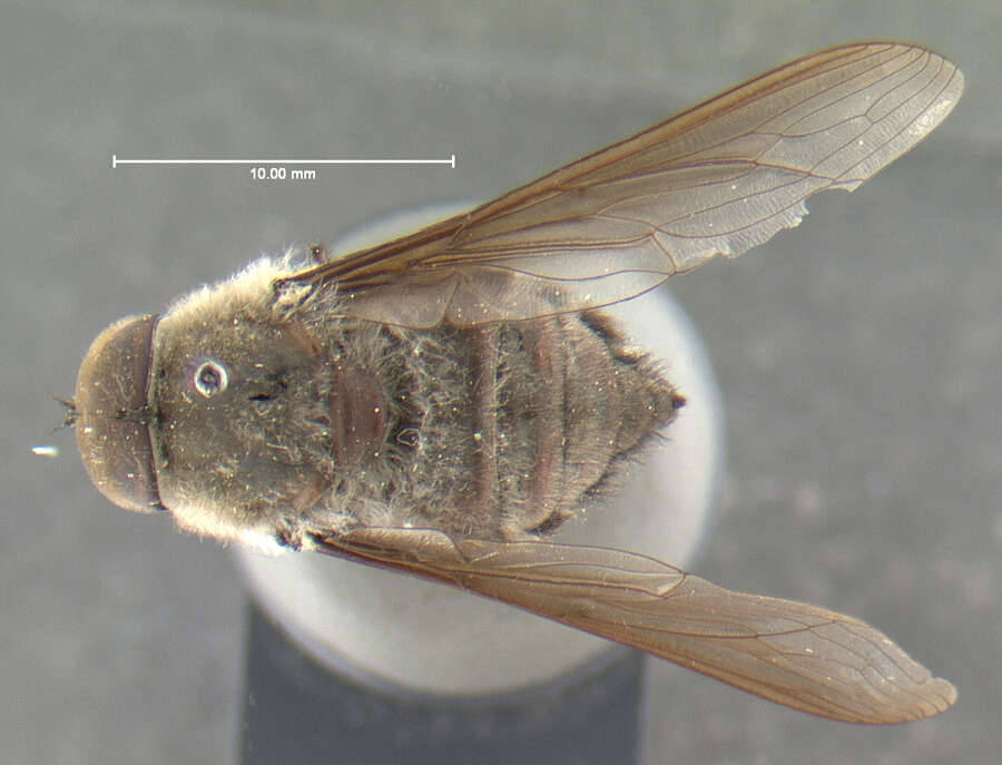 <i>Hyrmophlaeba melolonthophaga</i> Bernardi 1977的圖片