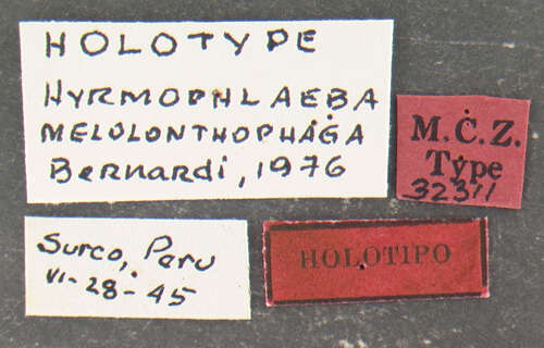 <i>Hyrmophlaeba melolonthophaga</i> Bernardi 1977的圖片