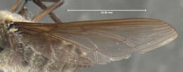 <i>Hyrmophlaeba melolonthophaga</i> Bernardi 1977的圖片