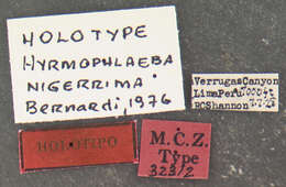 <i>Hyrmophlaeba nigerrima</i> Bernardi 1977的圖片