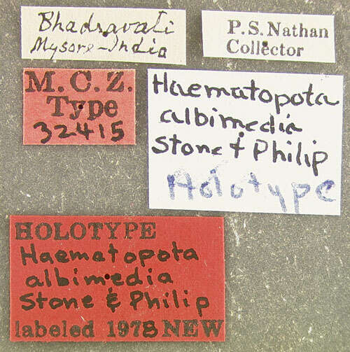 Image of Haematopota albimedia Stone & Philip 1974