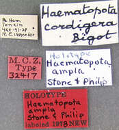 Image of Haematopota ampla Stone & Philip 1974