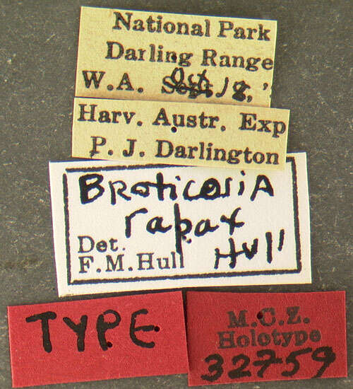 Image of Broticosia rapax Hull 1958