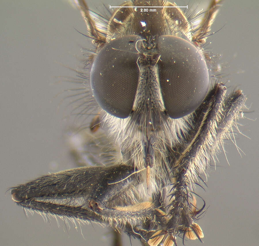 Image of Ommatius haitiensis Scarbrough 1984