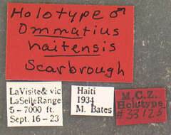 Image of Ommatius haitiensis Scarbrough 1984