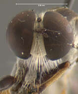 Image of Ommatius hispaniolae Scarbrough 1984