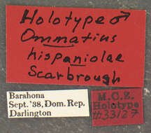 Image of Ommatius hispaniolae Scarbrough 1984