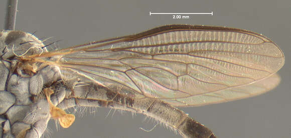 Image of Ommatius hispaniolae Scarbrough 1984