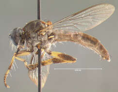 صورة Ommatius membranosus Scarbrough 1985