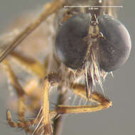 Image of Ommatius membranosus Scarbrough 1985