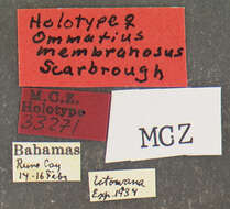 Image of Ommatius membranosus Scarbrough 1985