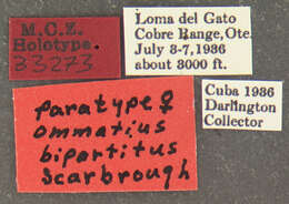Image of Ommatius bipartitus Scarbrough 1985