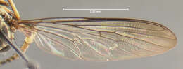 Image of Ommatius bipartitus Scarbrough 1985