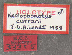 Image of Neolophonotus currani Londt 1988