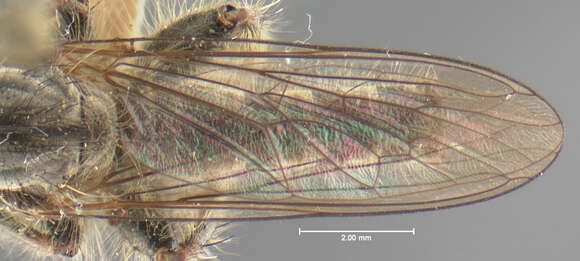 Image of Neolophonotus currani Londt 1988