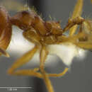 Image of <i>Pheidole aciculata</i>