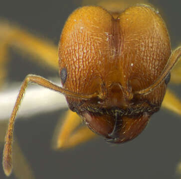 Imagem de <i>Pheidole cursor</i>