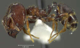 Imagem de <i>Pheidole deima</i>