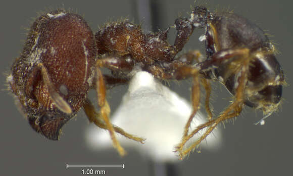 Plancia ëd <i>Pheidole deima</i>