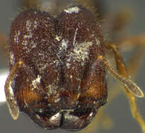 Imagem de <i>Pheidole deima</i>