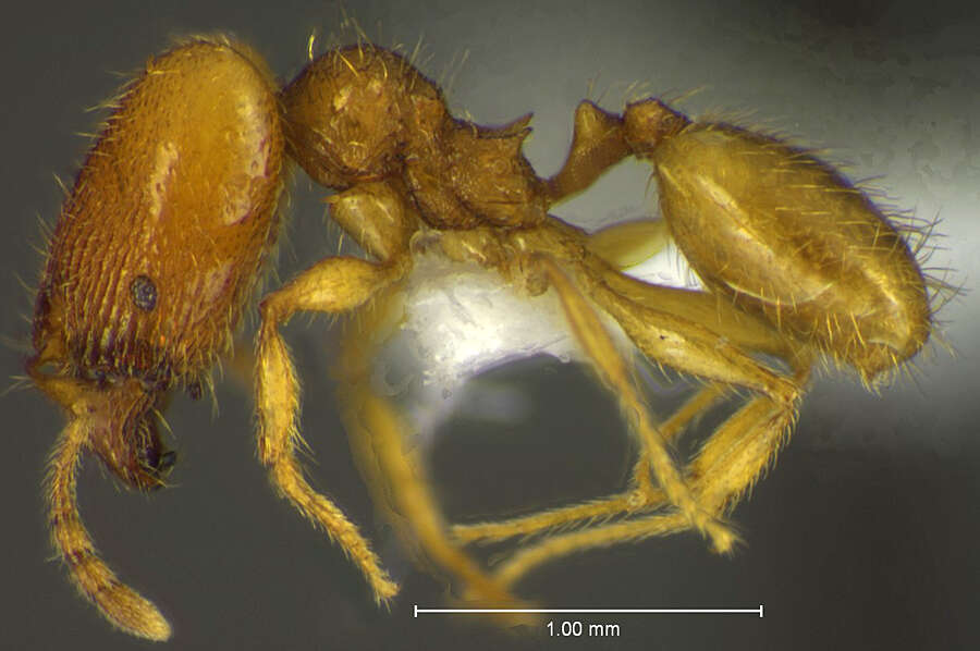 Image of <i>Pheidole furtiva</i>