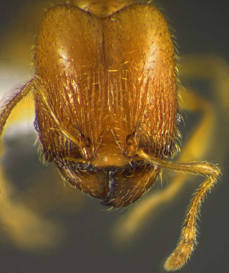 Imagem de <i>Pheidole furtiva</i>