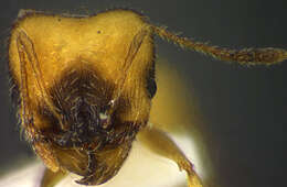 Image of <i>Pheidole harlequina</i>