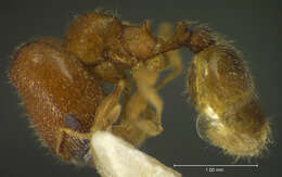 Image of <i>Pheidole hoplitica</i>