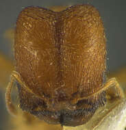 Image of <i>Pheidole hoplitica</i>