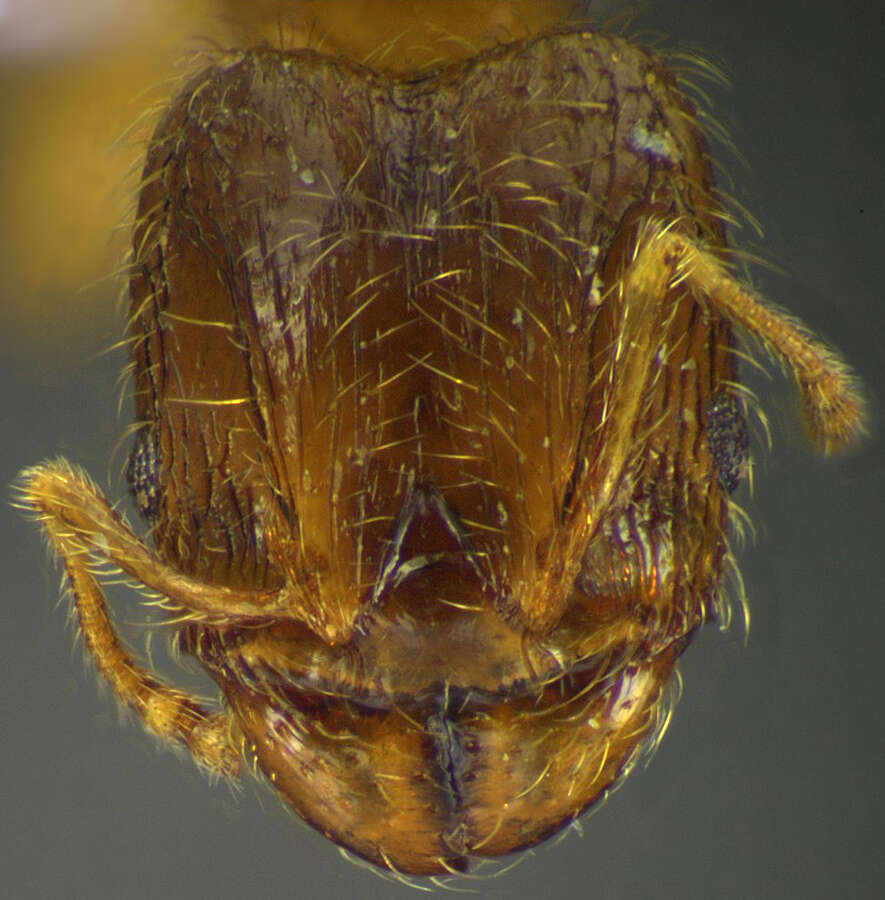 <i>Pheidole juniperae</i> resmi